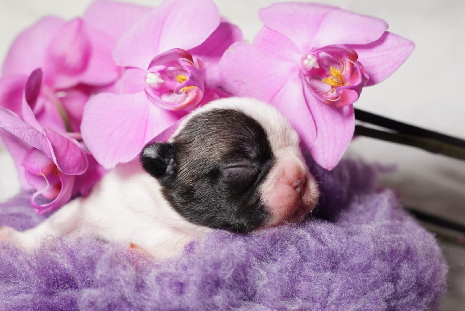 Cucciolo Bulldog Francese