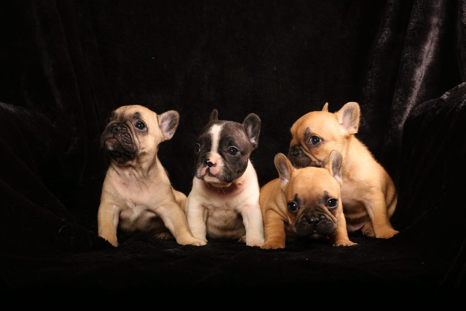 Cuccioli Bulldog Francese