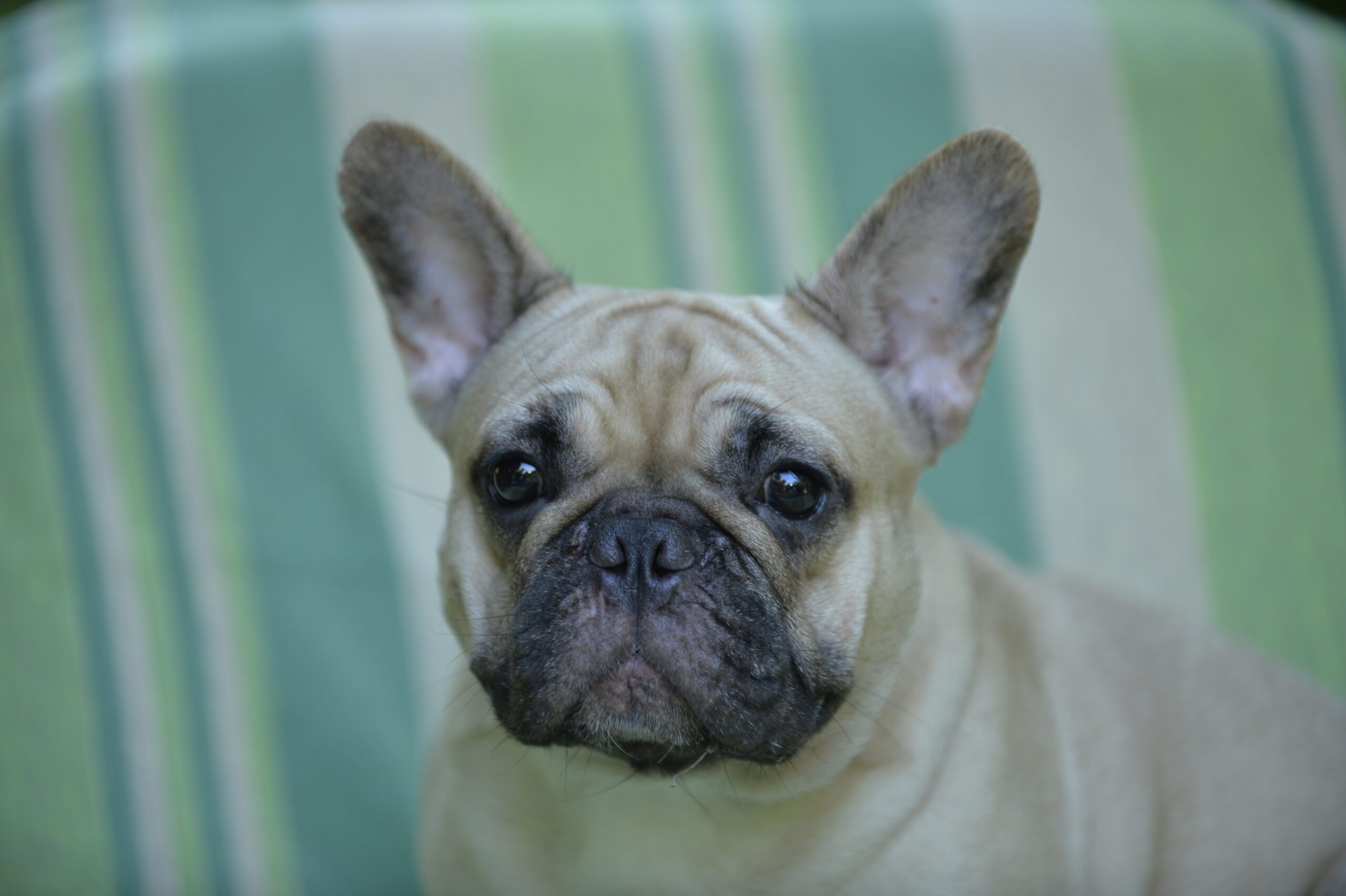 Desireé