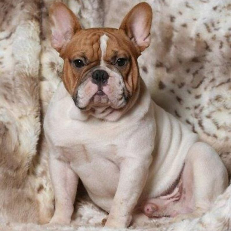 Enzo