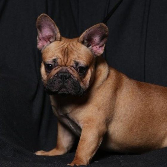 Cloe