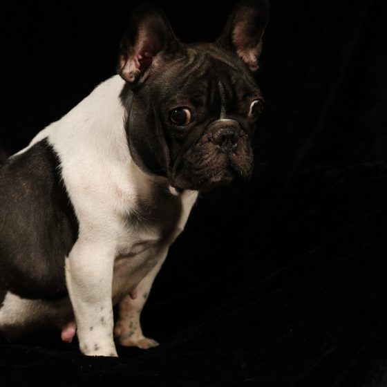 Berenice
