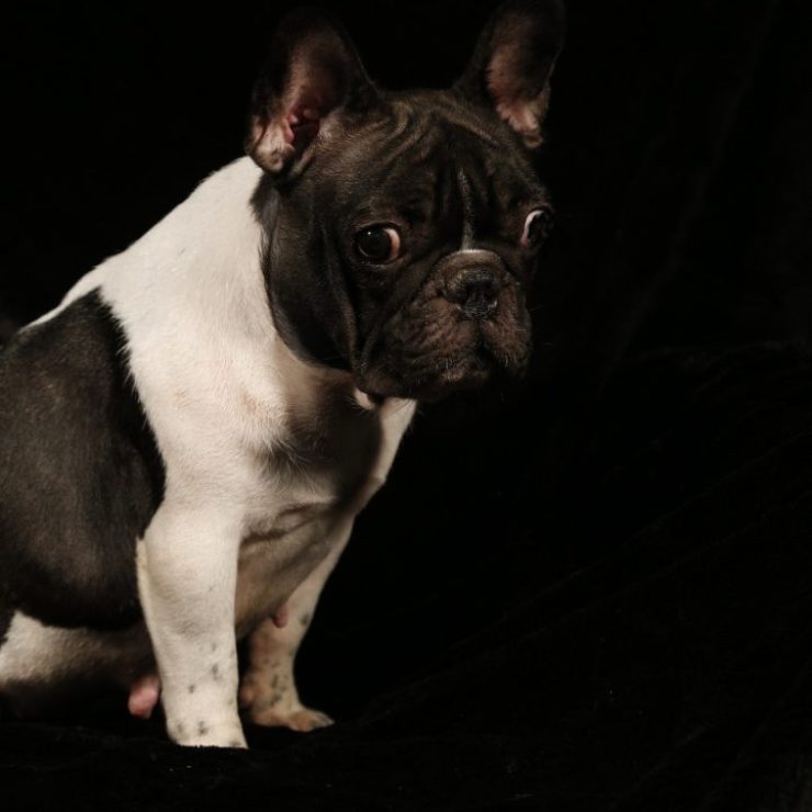 Berenice