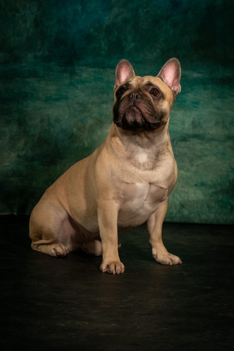 Idefix