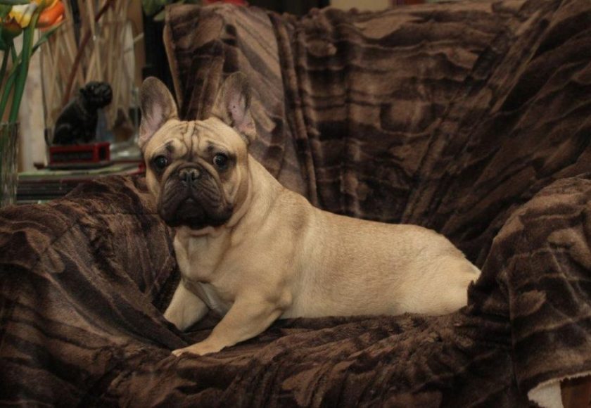 Merlino
