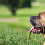 Colori del Cane Corso: quali sono ammessi dallo standard
