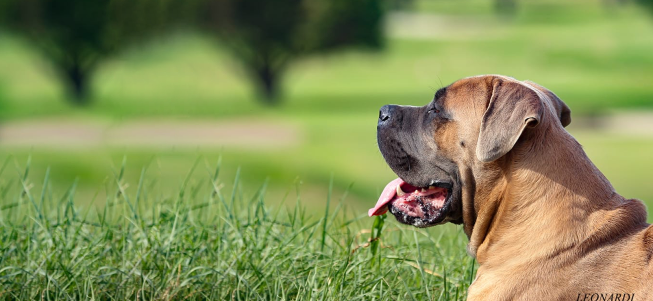 Cane Corso fulvo con maschera