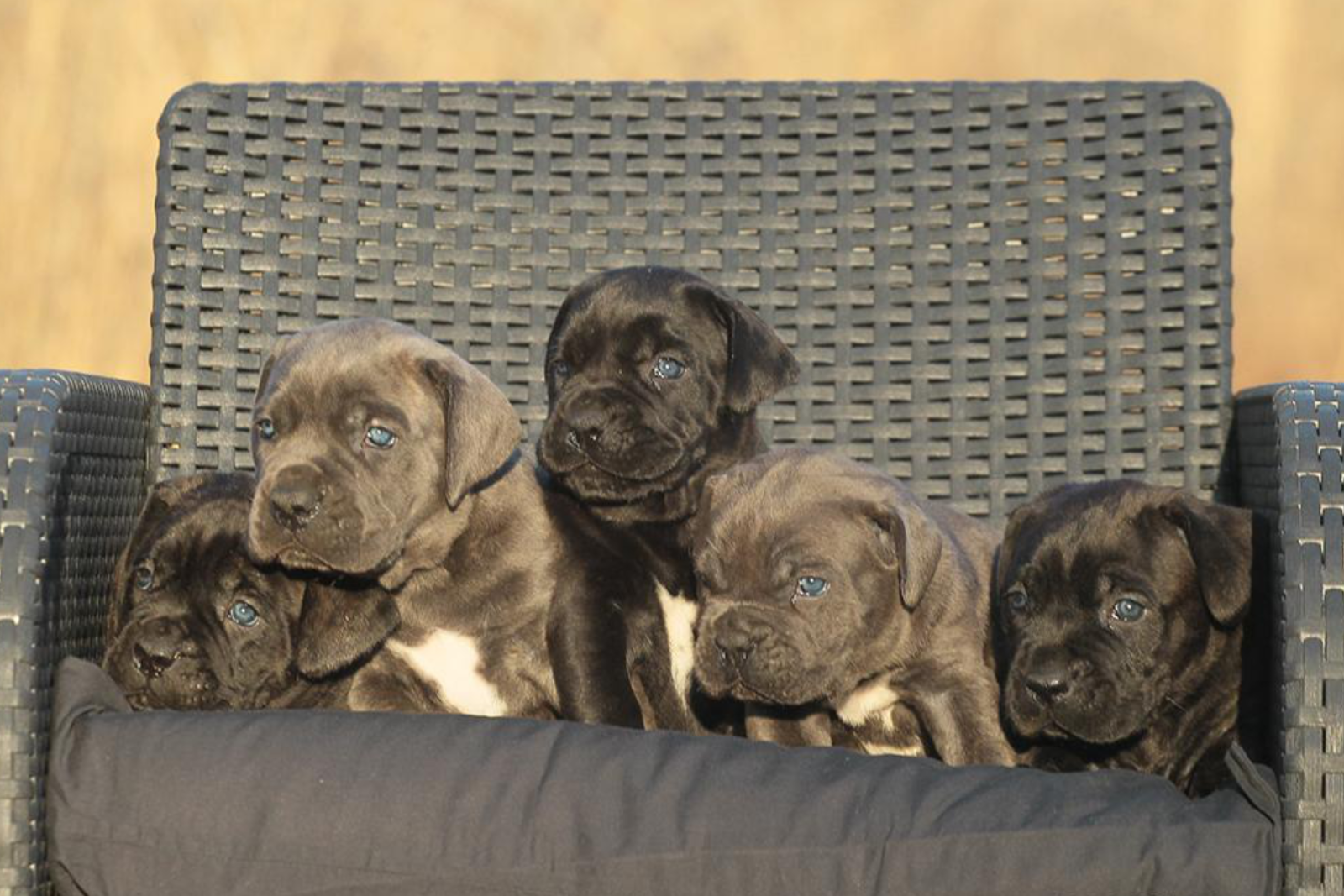 cucciolo cane corso