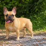 Come Proteggere il Bulldog Francese e il Cane Corso dal Colpo di Calore
