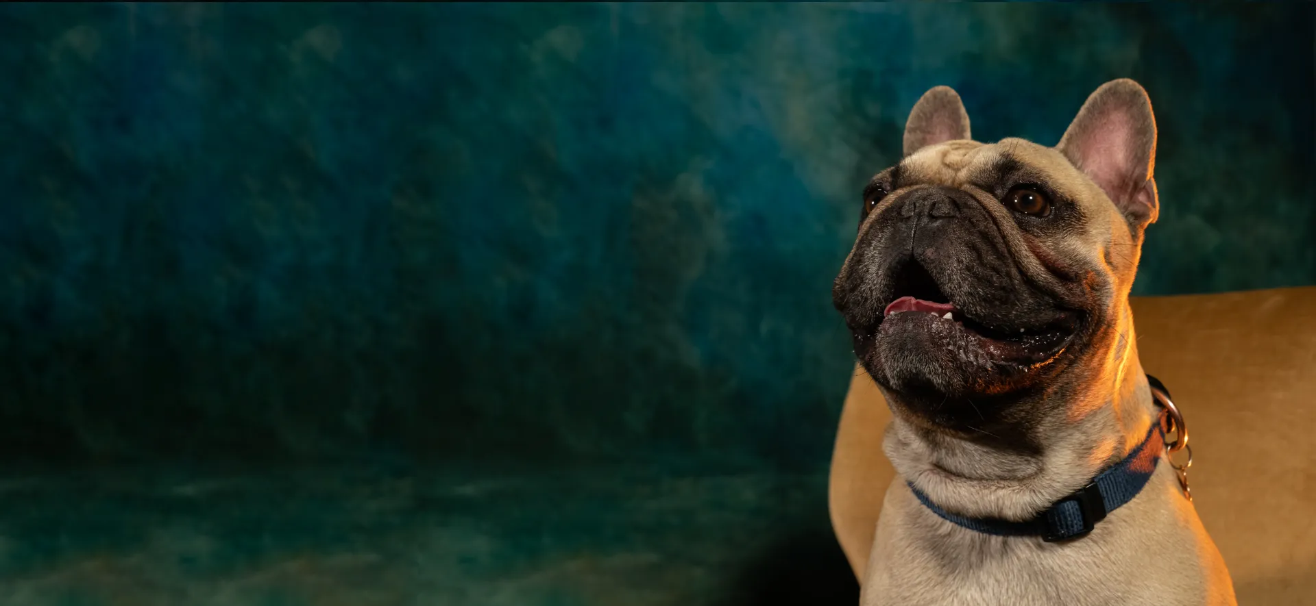 Bulldog Francese dell'Allevamento Del Rosso Malpelo